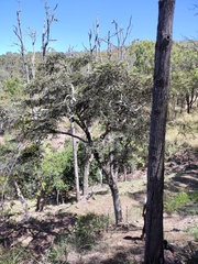 Diospyros sandwicensis