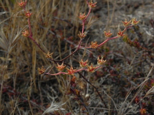 Image of Dudleya variegata by (c) James C. Davis, some rights reserved (CC BY-SA)