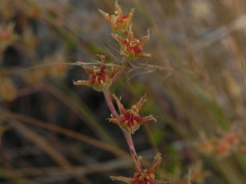 Image of Dudleya variegata by (c) James C. Davis, some rights reserved (CC BY-SA)