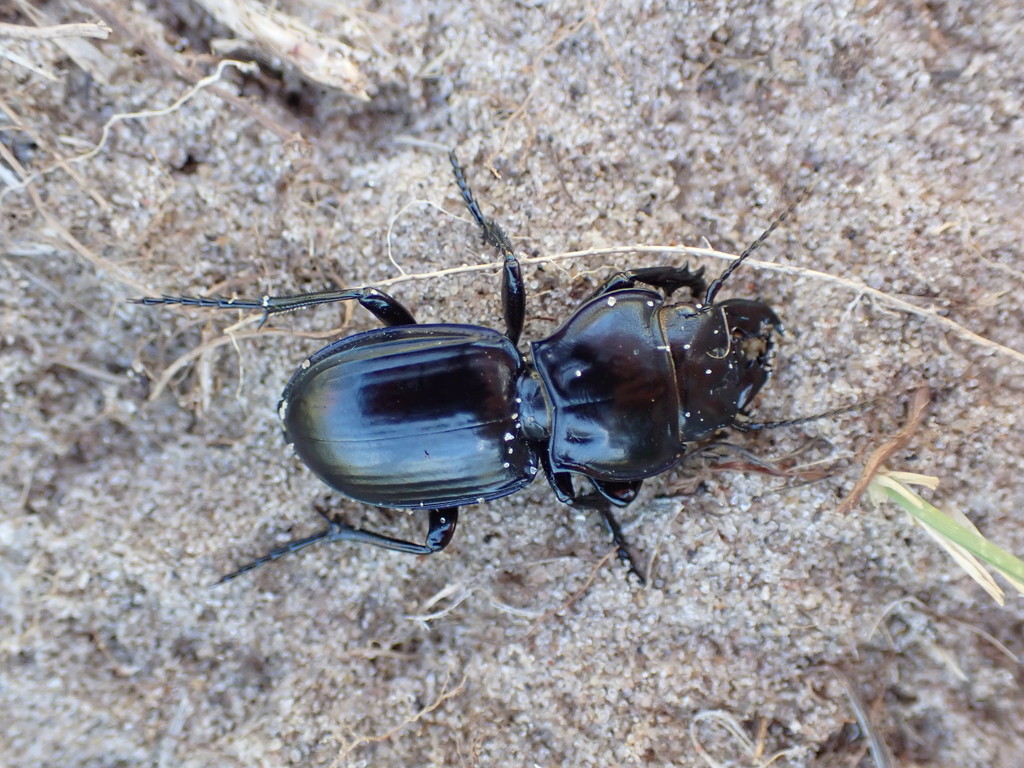 Pasimachus obsoletus