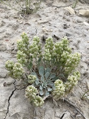 Physaria acutifolia