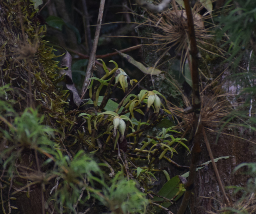 Epidendrum chaparense Dodson & R.Vásquez 3
