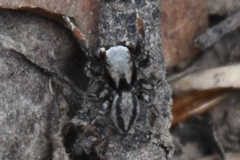 Habronattus altanus