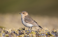 Dark-Winged Miner photo 1
