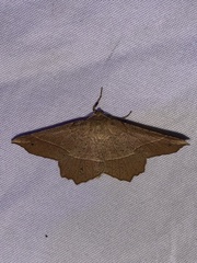 Euchlaena tigrinaria