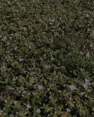 Richardia grandiflora