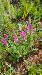 Oxytropis baschkiriensis