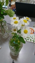 Erigeron philadelphicus