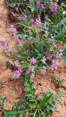 Oxytropis baschkiriensis