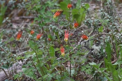 Aquilegia elegantula