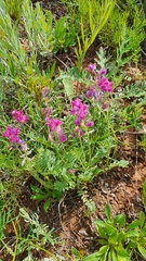 Oxytropis baschkiriensis