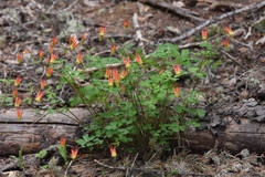 Aquilegia elegantula