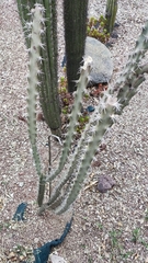 Acanthocereus tetragonus