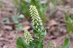 Veronica ritteriana