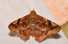 Euclystis guerini