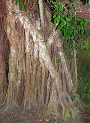 Ficus pallida