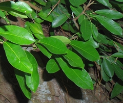Ficus pallida