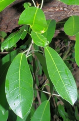 Ficus pallida