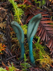 Microglossum nudipes