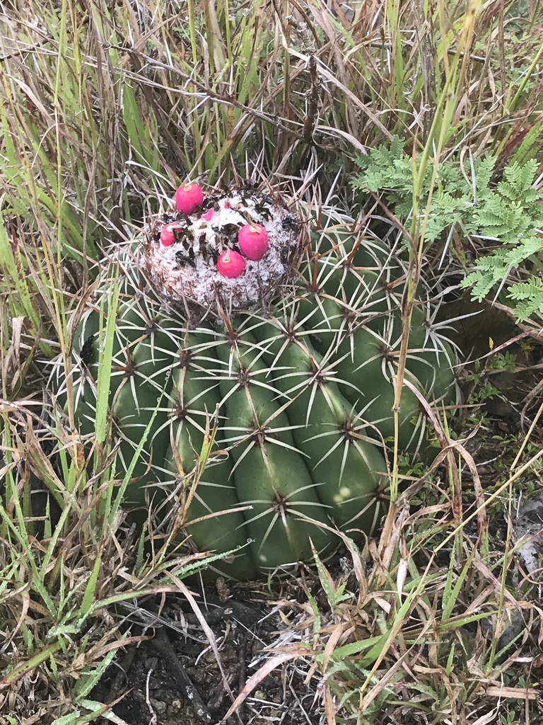 Melocactus curvispinus