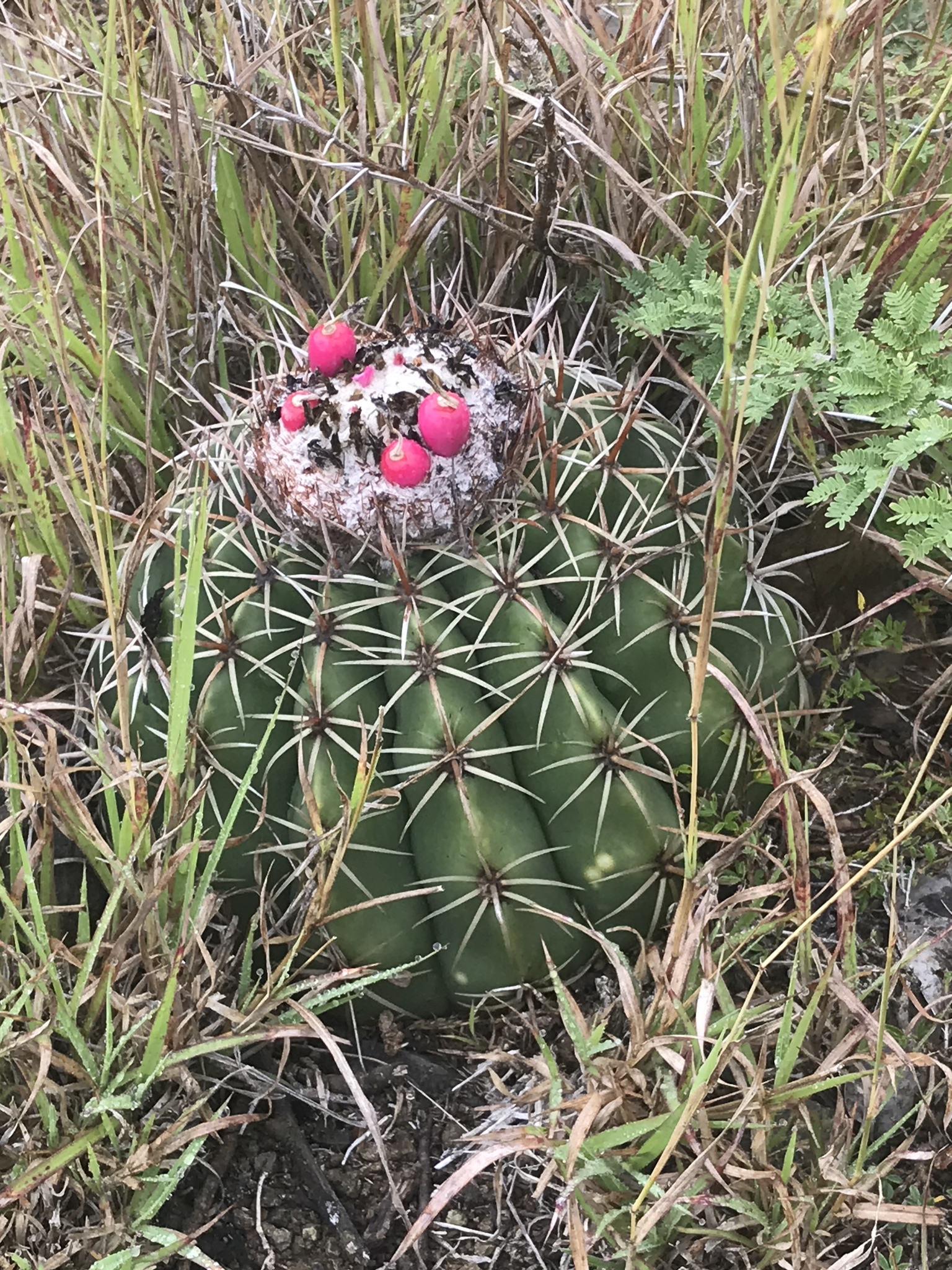 Melocactus curvispinus  iNaturalist