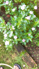 Catharanthus roseus