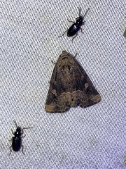 Homophoberia apicosa