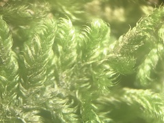 Ctenidium subrectifolium