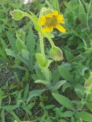 Arnica parryi
