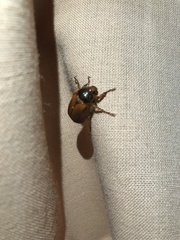 Aulacopalpus aconcaguensis