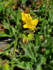 Arnica parryi