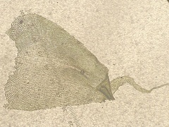 Ctenidium subrectifolium