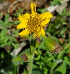 Arnica parryi