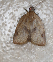 Meritastis laganodes