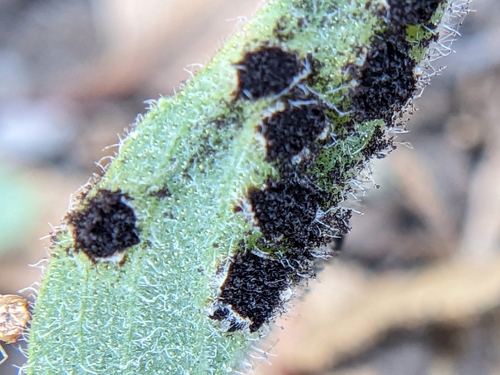 iNaturalist observation photo of rust fungi