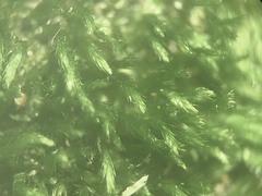 Sematophyllum adnatum