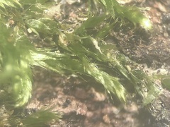 Sematophyllum adnatum