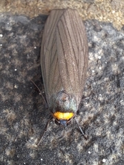 Macrobrochis staudingeri