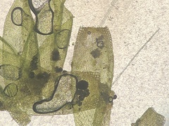 Sematophyllum adnatum