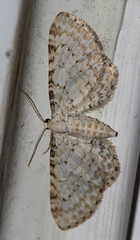 Eupithecia cretaceata