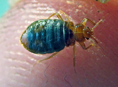 Cimex lectularius