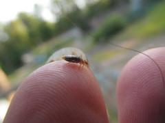 Cimex lectularius
