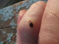 Cimex lectularius