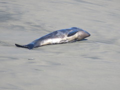 Phocoena phocoena vomerina