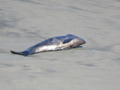Phocoena phocoena vomerina