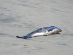 Phocoena phocoena vomerina