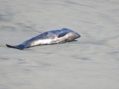 Phocoena phocoena vomerina