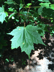Acer rubrum rubrum