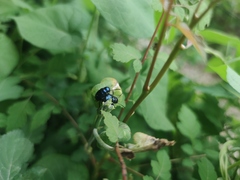 Chrysochus chinensis