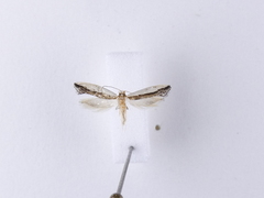 Erechthias chionodira